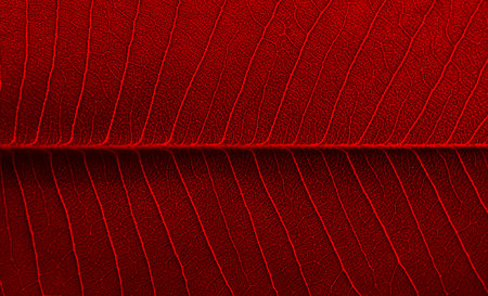 red leaf texture of the Plumeria treeの写真素材