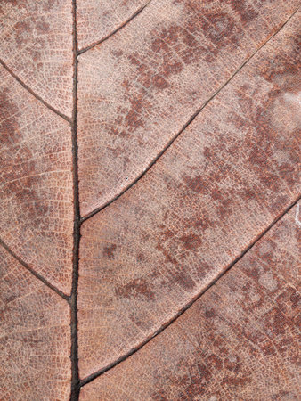 Dry brown leaf texture (teak leaf)の写真素材