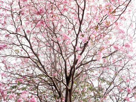 Spring Tabebuia Flowersの写真素材