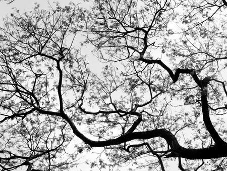 Silhouette tree