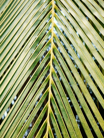 coconut leaf