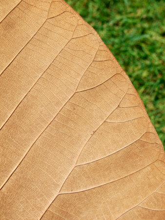 dry brown leaf texture