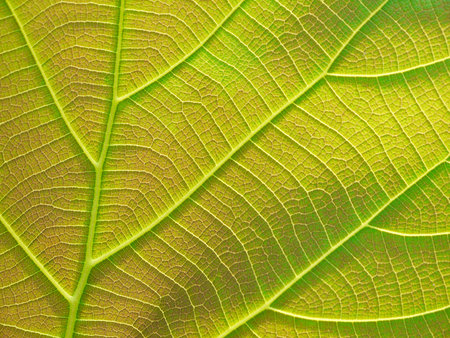 green leaf texture ( teak leaf )