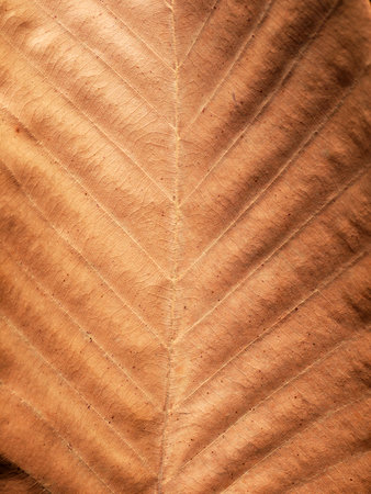 Dry brown leaf texture (teak leaf)の写真素材