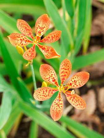 Blackberry Lily flower in gardenの写真素材