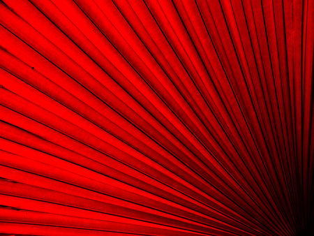 Texture of red palm Leafの写真素材