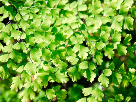 Closeup to a Black Maidenhair fern (Adiantum capillus-veneris)