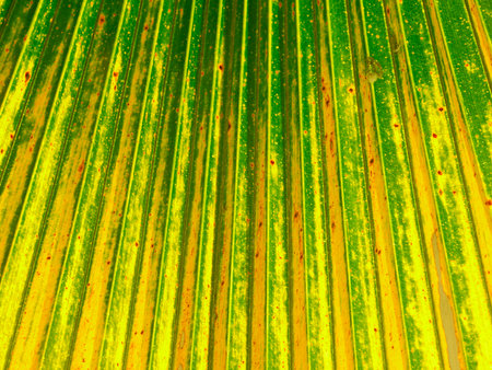 Texture of Green palm Leaf backgroundの写真素材