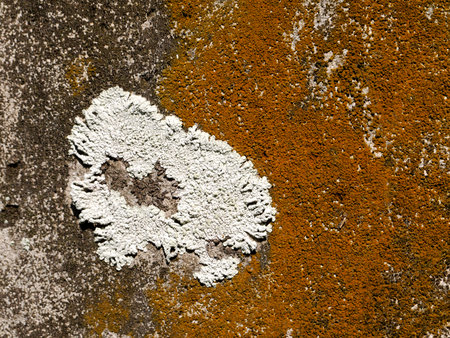 lichen on bark tree textureの写真素材