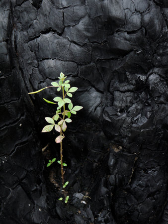 Sapling on the wood is burnedの写真素材