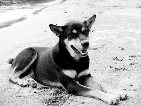 dog on the sand black and white