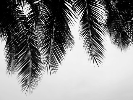 beautiful palms leaf on white backgroundの写真素材