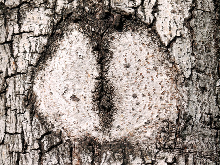 bark textureの写真素材