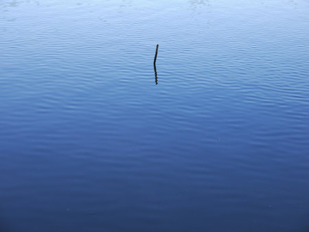 blue water with branchの写真素材