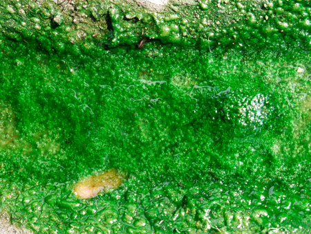 Green algae growing on the water's surface