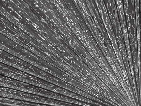 gray palm leaf texture