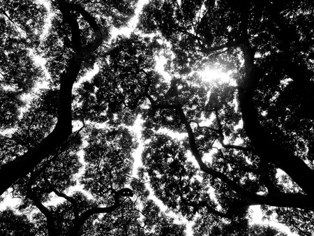 Silhouette treeの写真素材