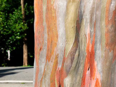 Colorful abstract pattern of old Eucalyptus tree barkの写真素材