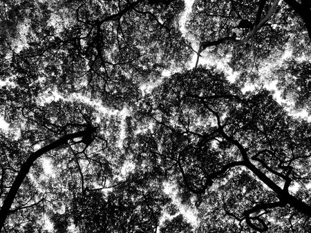 Silhouette of tree. Black and whiteの写真素材