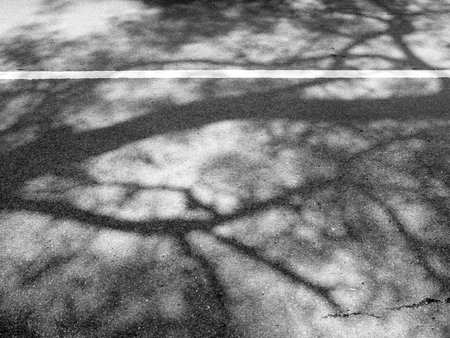 Shadow of tree on the pavementの写真素材