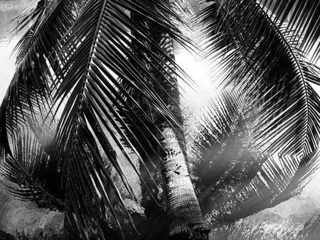 Coconut leaves abstract reflection,black and whiteの写真素材
