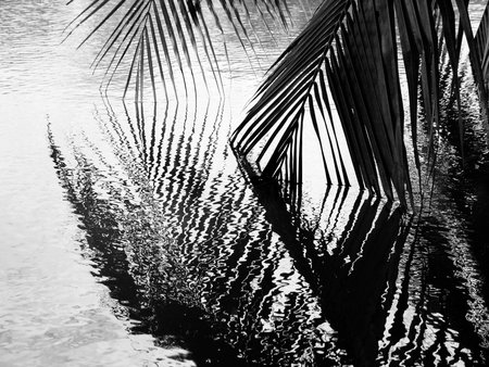 Coconut leaves abstract reflection,black and whiteの写真素材