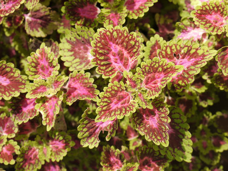 Coleus, Painted nettleの写真素材