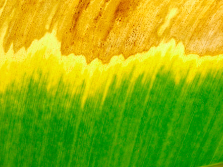 autumn banana leaf textureの写真素材