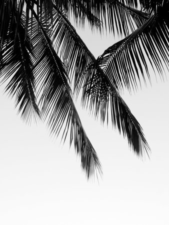 beautiful palms leaf on white backgroundの写真素材