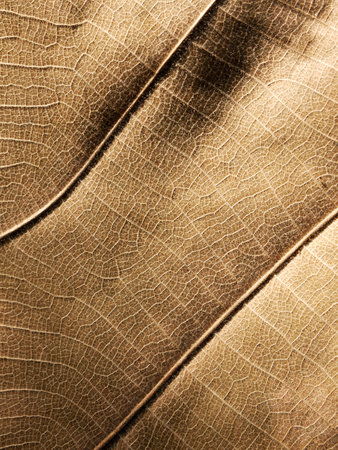 dry brown leaf texture