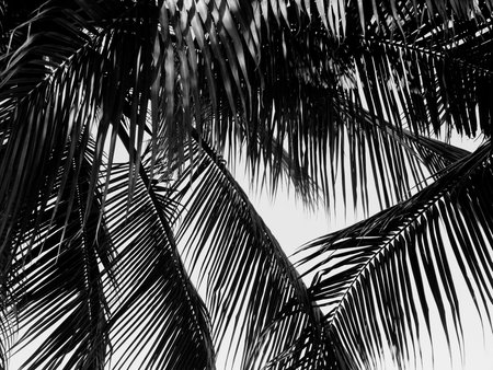 beautiful palms leaf on white backgroundの写真素材