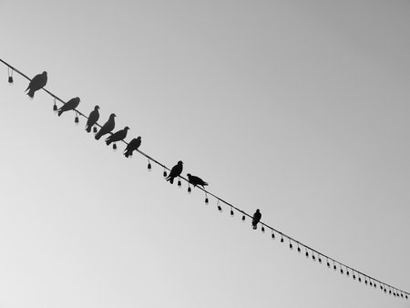 Bird on a wire silhouetteの写真素材