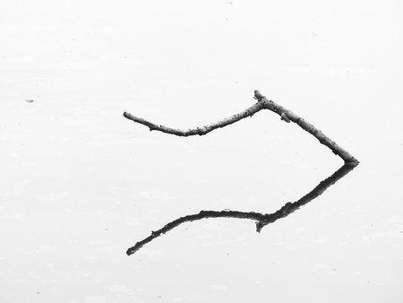 Branches in waterの写真素材