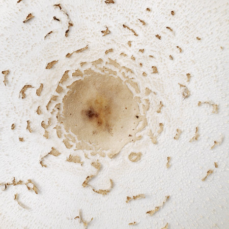 Macro texture of mushroomsの写真素材