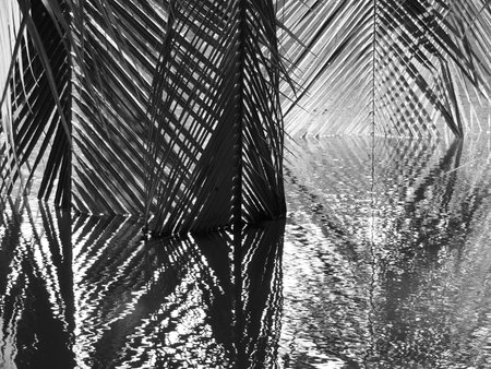 Coconut leaves abstract reflection,black and whiteの写真素材