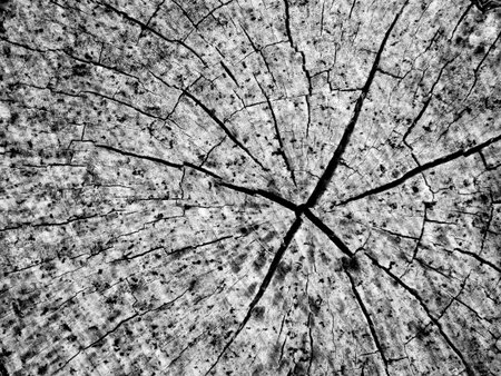 A close up view of an weathered old driftwood stump that shows the radial pattern of tree rings...