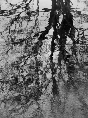 Aquatic abstract in autumn: Distorted reflection of bare trees on surface of stream, in black and whiteの写真素材