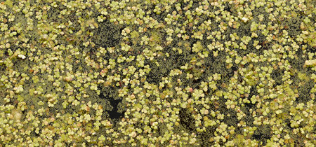 Duckweed covered on the water surface