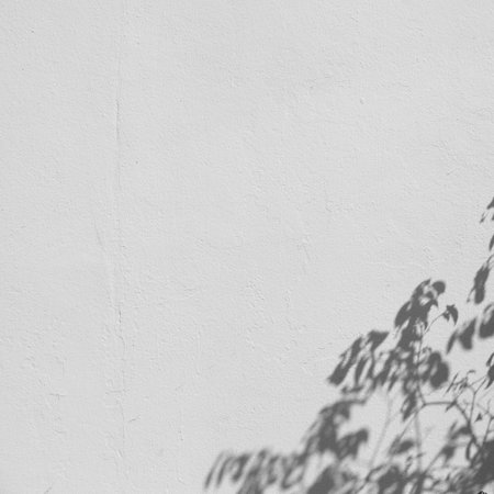 shadow of the leaves on a white wallの写真素材