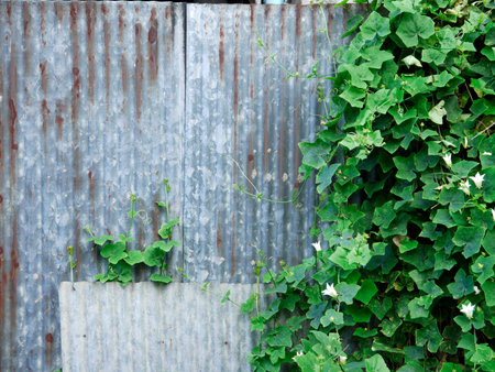 Green ivy on rusty zinc fence backgroundの写真素材