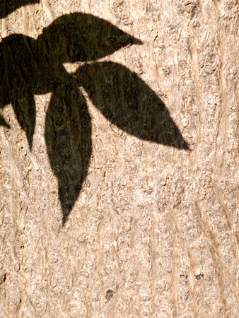 Shadow of leaves on trunk of the tree as backgroundの写真素材