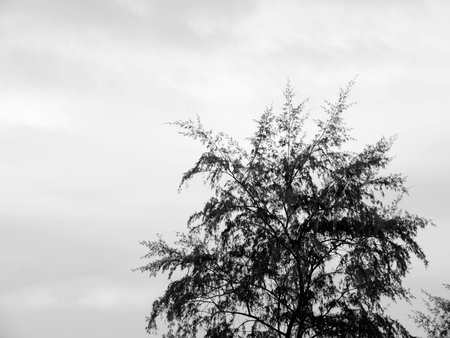 Pine Tree Silhouette black and whiteの写真素材