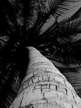 The trunk of a coconut tree closeupの写真素材