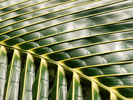 coconut leaves background of tree sunlight