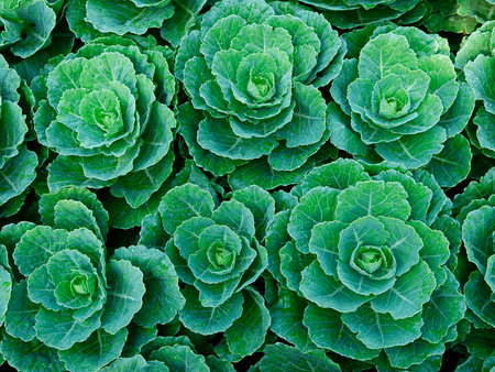 cabbage in the gardenの写真素材