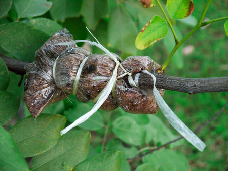Grafting on tree branch