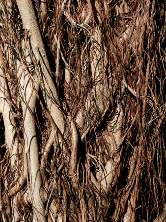 root treeの写真素材