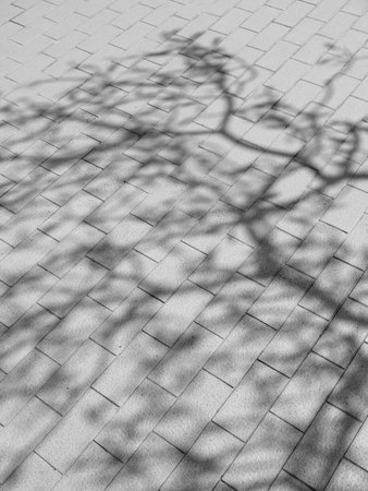 Tree shadow on tile floorの写真素材