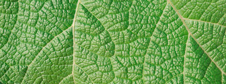 leaf texture