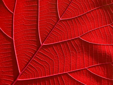 red leaf texture background ( teak leaf )の写真素材